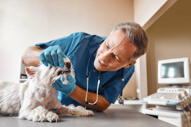 Best Emergency X-Rays and Diagnostics in Raleigh Hills, OR